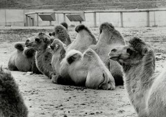 Canada - Ontario - Toronto - Zoos - Metro Toronto Zoo - Animals - Camel