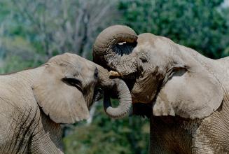 A little to the left: No, this isn't an elephant females are giving each other a sisterlyscratch on the trunk