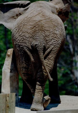 A patient pachyderm. Is this elephant camera-shy, or just showing her best side? Likely she's just patiently waiting to be fed at the Metro Zoo. She a(...)
