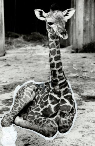 Metro's littlest giraffe. Born just 10 days ago to Cecilia the giraffe at Metro Zoo, Ginetta is already a pert and chipper youngster, zoo attendants s(...)