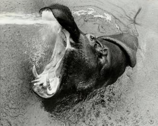 Aaaah! That's coo. Perky the Hippo gets a cool drink of water from her keeper as she wallows in her pond at the Metro Zoo. But she's not really upset (...)