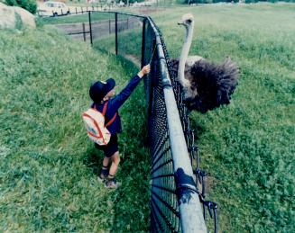 A day at the Metro Zoo: A youthful visitor makes a friend of an ostrich