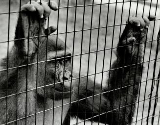 Canada - Ontario - Toronto - Zoos - Metro Toronto Zoo - Animals - Monkeys - (1 of 2 files)