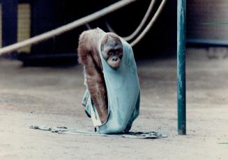 Orangutans go ape over the latest fashions