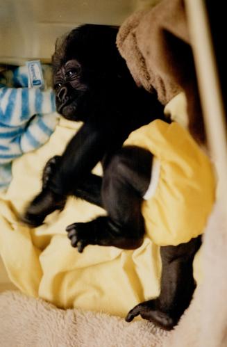 Josh is a rare lowland gorilla, born at the Metro zoo on May 15