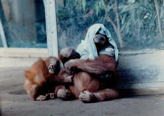 Orangutans go ape over the latest fashions