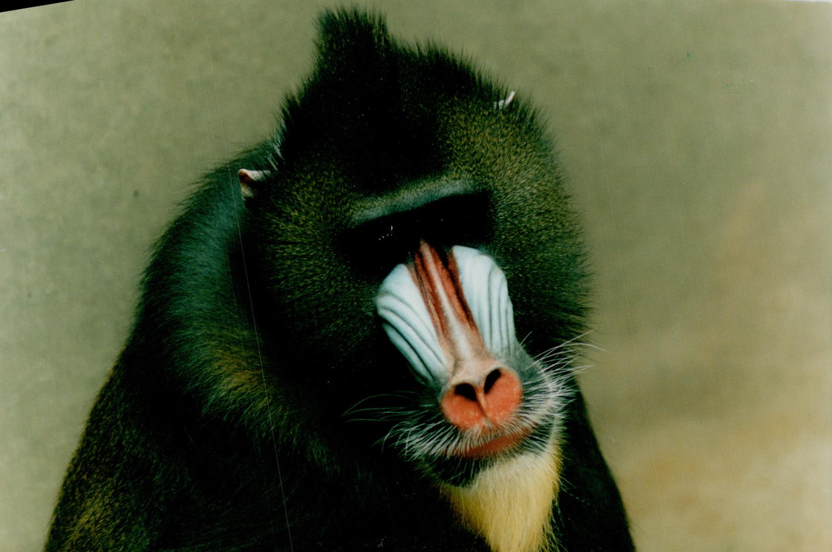Baboon