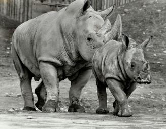 He's No. 1. The first rhino born in Canada at the Metro zoo - has certainly grown. Shaboola, with mom, Isibamu now tips the scales at 600 pounds, up f(...)