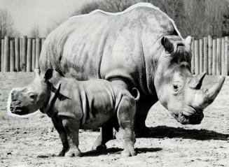 New rhino at zoo. An as yet unnamed male baby rhino and his mom, Pistol, sunned themselves at the Metro zoo yesterday. The new baby was born Feb. 27, (...)