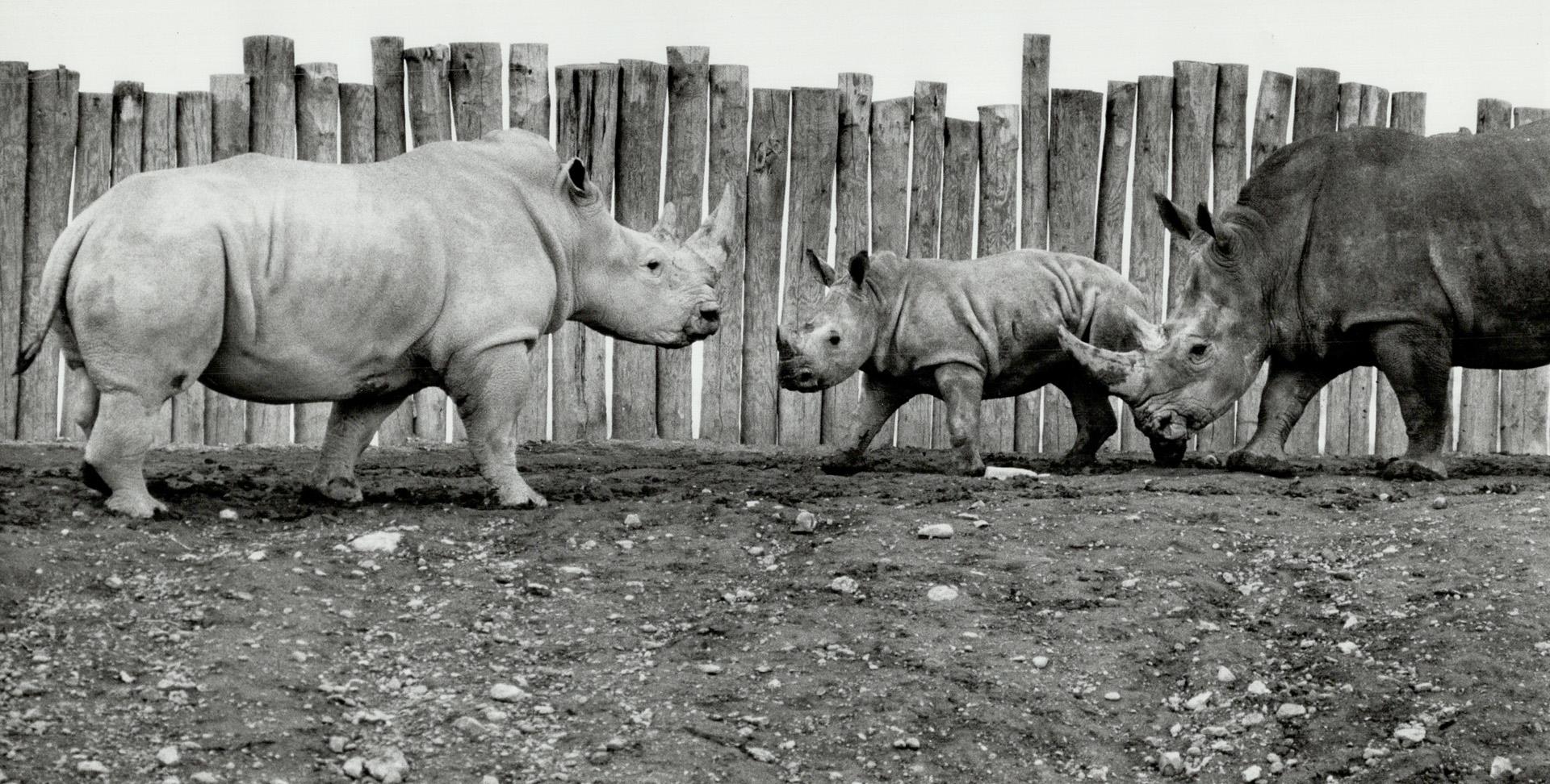 Canada - Ontario - Toronto - Zoos - Metro Toronto Zoo - Animals - Rhinoceros