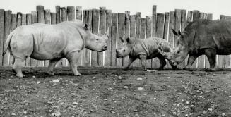 Canada - Ontario - Toronto - Zoos - Metro Toronto Zoo - Animals - Rhinoceros