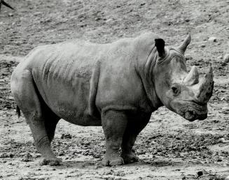 Canada - Ontario - Toronto - Zoos - Metro Toronto Zoo - Animals - Rhinoceros
