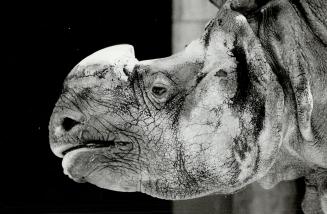 Canada - Ontario - Toronto - Zoos - Metro Toronto Zoo - Animals - Rhinoceros