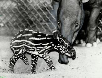Rare tapir born. Looking like a watermelon with legs, a rare Malayan tapir was born in front of scores of enthralled zoo visitors at 1.30 p.m. yesterd(...)