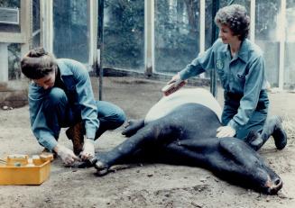 Tapir toe trouble: Metro zoo veterinarian Dr. Kay Mehren (left) tends to Tulip's injured toe while zookeeper Gillian Dinnarr pacifies her by stroking (...)