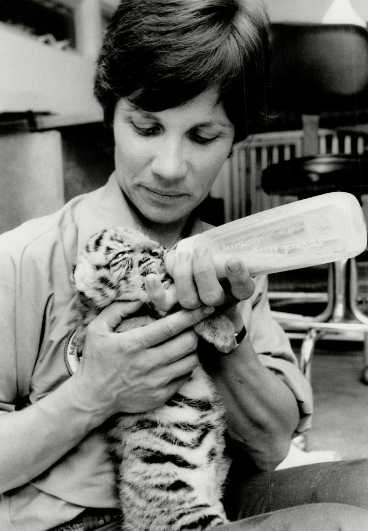 Baby Bengal pulling through. Metro zoo keeper Diane Duncan feeds a 9-day-old Bengal tiger that is slowly regaining its health after being near death. (...)