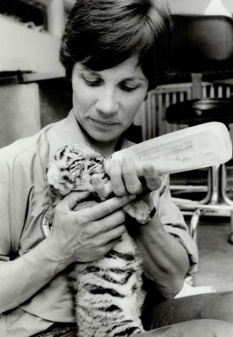 Baby Bengal pulling through. Metro zoo keeper Diane Duncan feeds a 9-day-old Bengal tiger that is slowly regaining its health after being near death. (...)