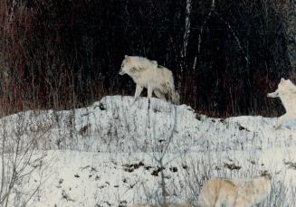 Canada - Ontario - Toronto - Zoos - Metro Toronto Zoo - Animals - Wolves