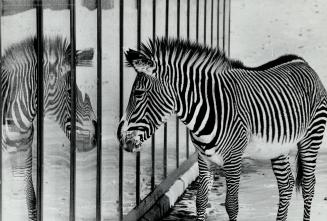 Canada - Ontario - Toronto - Zoos - Metro Toronto Zoo - Animals - Zebra