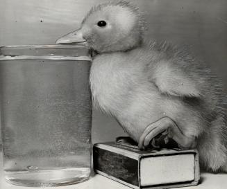 Cutest inhabitant you'll find in the zoo is this little duckling, still in all his fluffiness