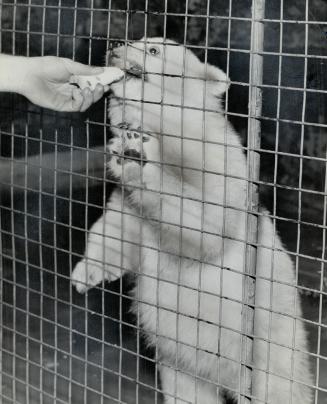 Yogi, the polar bear cub is only six months old but often becomes quite ferocious at feeding time, tries to bite keeper's hand through wire screening