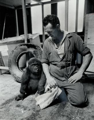 Riverdale zoo's new gorilla likes to nibble on human legs