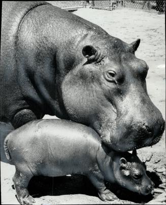 Toronto's own apollo. Hippopotamus born at Riverdale Zoo Sunday, day of the moon landing, has been named Apollo. Believed to be the first hippo born i(...)