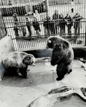 Visitors watch two bears in a cage at Riverdale zoo