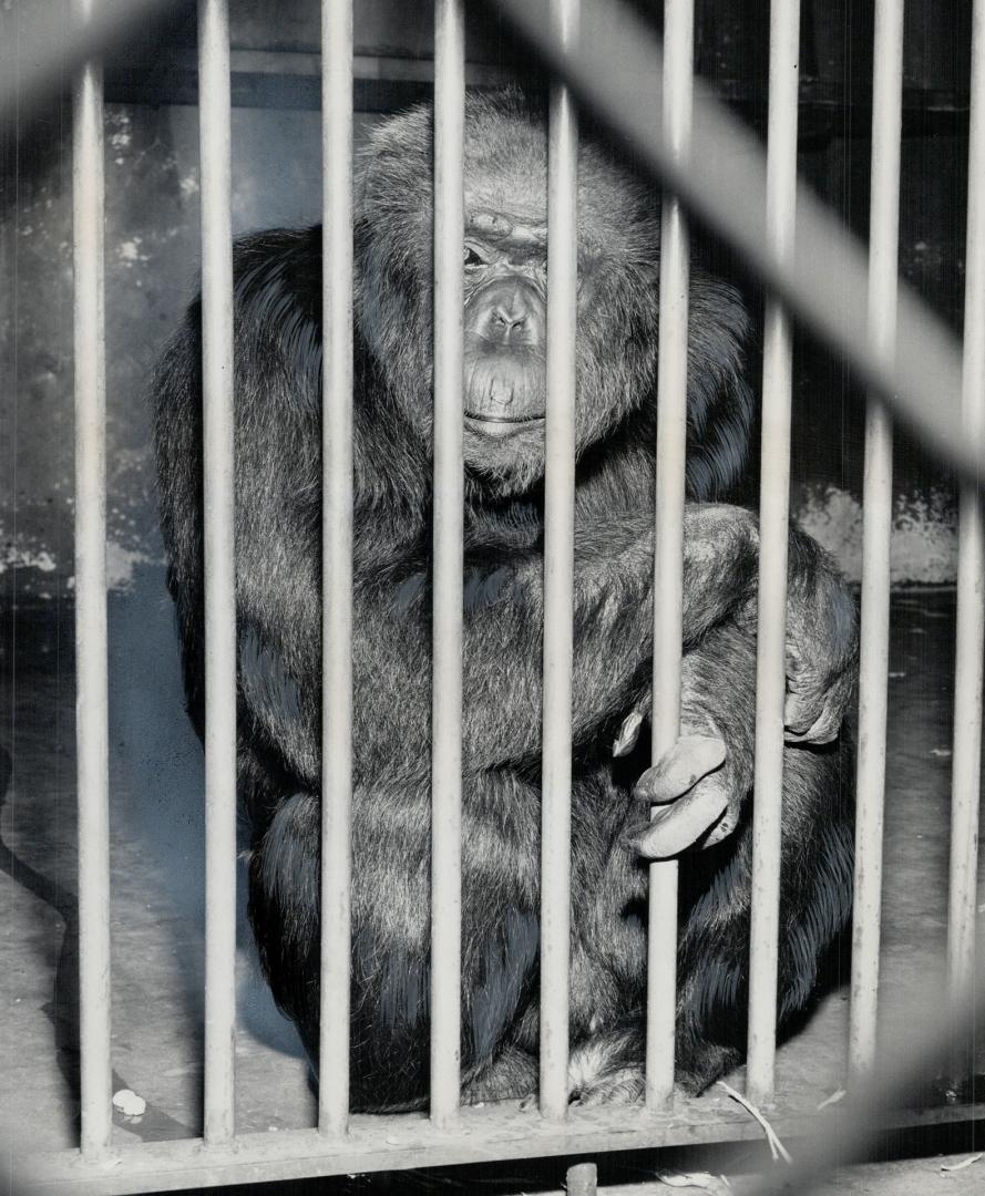 Beastly trick by Big George, a well-behaved chimp at the Riverdale zoo for  32 years, sent zoo constable Roy Matthews, 38, to hospital minus the end  of(...) – All Items – Digital