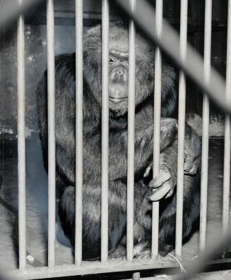 Beastly trick by Big George, a well-behaved chimp at the Riverdale zoo for 32 years, sent zoo constable Roy Matthews, 38, to hospital minus the end of(...)