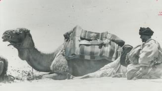 Sign of the times, The Camels and their drivers sit idle at Egypt's favored tourist spots these days,