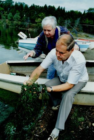 Worrisome Weeds: Musselman's Lake residents Barbara Norton and Ken Jobe fear the green algae growing along the shoreline poses a health hazard