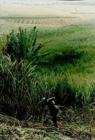 Cutting rows of cane, some areas are cut in the distance