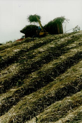 Gathering cut cane on a Plantation called Sitio Sana Amaru