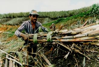 Luis Pedro da Silva. Places a bundle of freshly cut cane onto a pile