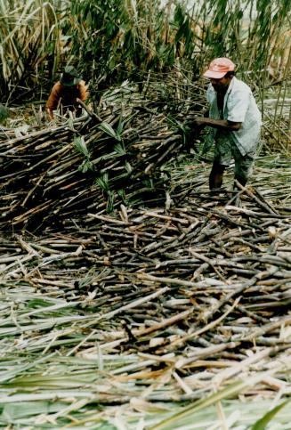 Men working, bundling the freshly cut cane