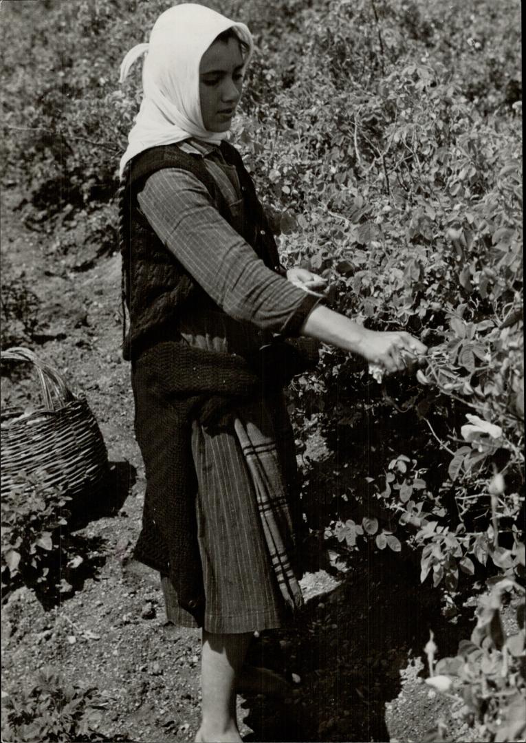 Barefoot, this Bulgarian peasant girl picks from a Balkan hillside petals from which will be distilled the aromatic oil which makes one of the world's(...)
