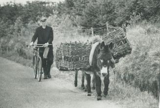 The little donkeys of Connemara and, indeed, of all Ireland, are slowly dispappearing as mechanization takes over but there are still numbers of them (...)