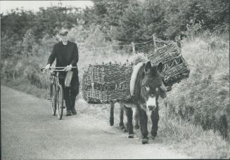 The little donkeys of Connemara and, indeed, of all Ireland, are slowly disappearing as mechanization takes over but there are still numbers of them a(...)