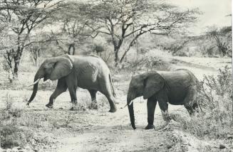 As for elephants, they're rarer on roads but they do cross and you give them room - tailgating can lead to crushed car