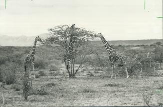 An East African camera safari offers photographers endless opportunities to capture scenes such as these three giraffes lunching on tender leaves