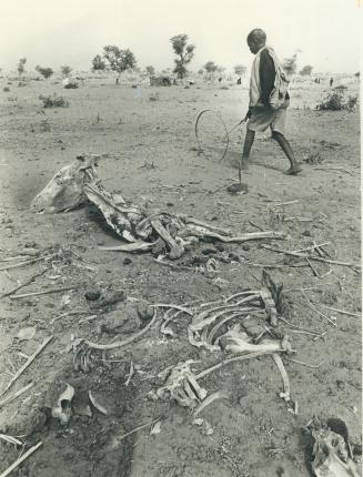 Bones of dead animals at a refugee camp in Mali are mute testimony to the drought parching African nations