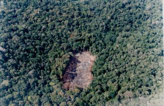 Nature surrenders: Visible from the air is patch of logged forest that native Guyanese use to grow the starchy potato-like cassava