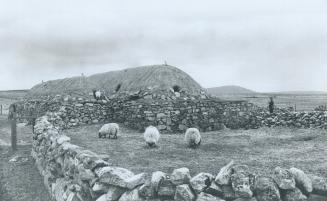Below. Sheep graze around and on top of one of the old black houses, the rounded stone and earth primitive dwellings of both early crofters and their (...)