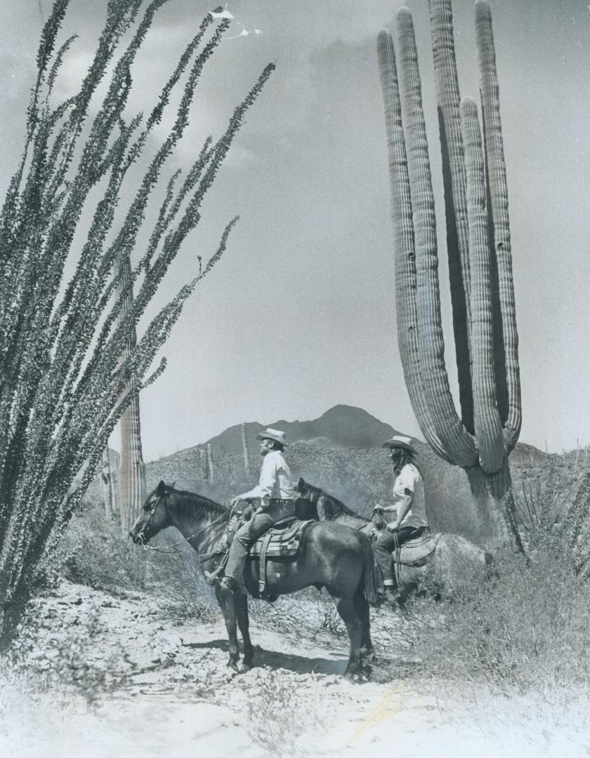 Riding the trails around Tucson leads one through fields of these giant Saguaro (sur-WAR-oh) cacuts, which might almost stand as the symbol of the sou(...)