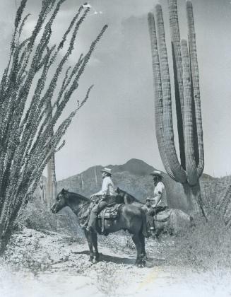 Riding the trails around Tucson leads one through fields of these giant Saguaro (sur-WAR-oh) cacuts, which might almost stand as the symbol of the sou(...)