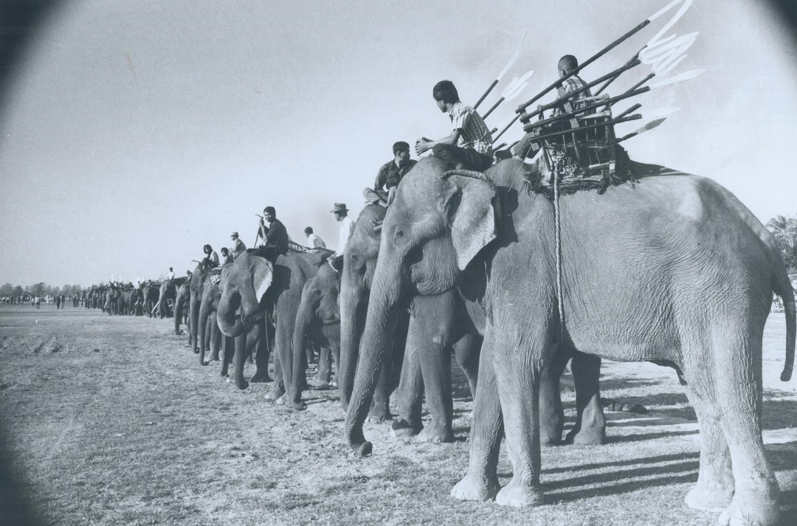 Elephants at Surin line up for mock warfare in which they carry spearmen