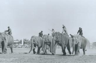 Elephant races are part of the program at a rodeo in the jungles of Thailand, an informal sort of affair where the tourists are vastly outnumbered by (...)