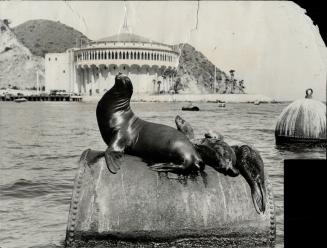 It's a favorite haunt at sea lions, in the circus trade wrongly called trained seals