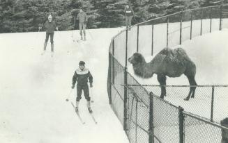 I'd ski a mile for a camel, D'you ski? Come to The Toronto Star Zooski this Sunday at 9